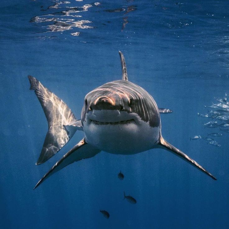 Great White Shark